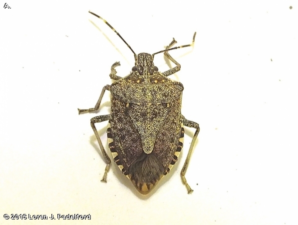BROWN MARMORATED STINK BUG
