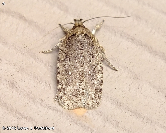FEATHERDUSTER AGONOPTERIX