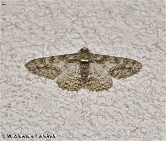 DOUBLE-LINED GRAY MOTH