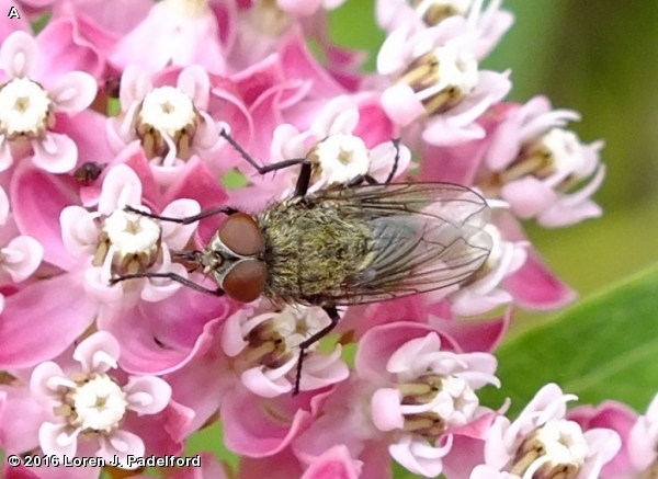 CLUSTER FLY