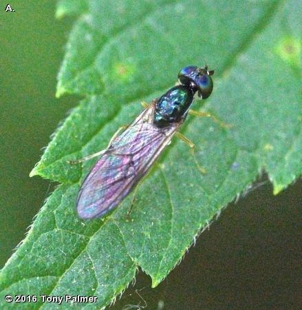 SOLDIER FLY