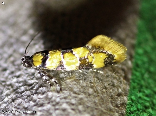 RETICULATED DECANTHA MOTH