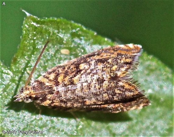 LEOPARD TORTRICID MOTH