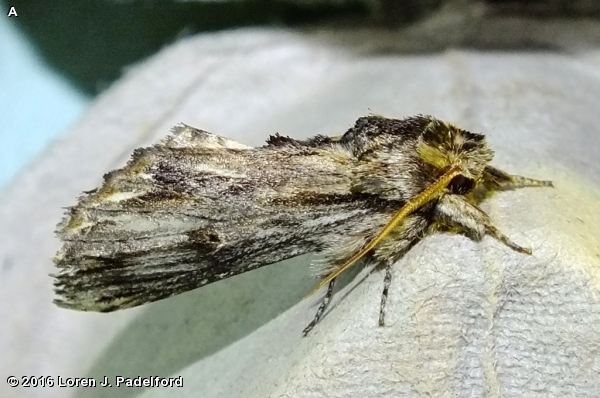 WHITE-STREAKED PROMINENT