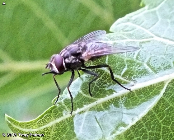 STABLE FLY
