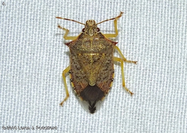 SPINED SOLDIER BUG