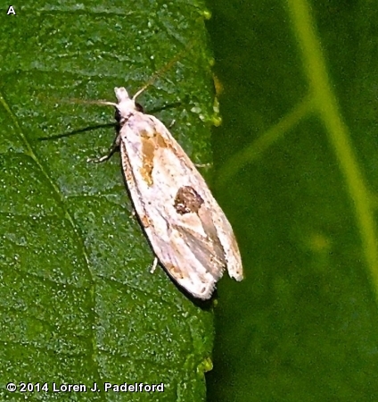 AETHES TORTRICID MOTH