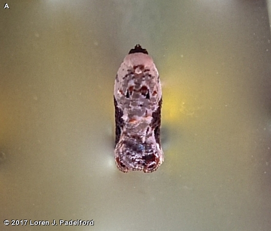 SNOWY-SHOULDERED ACLERIS