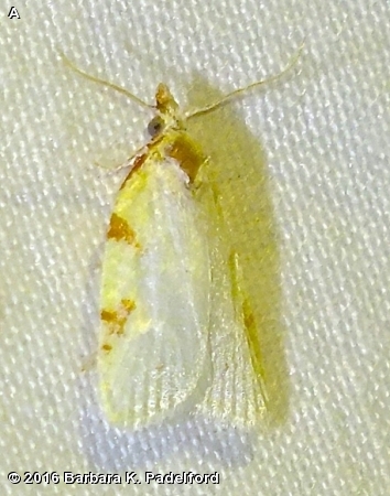 MAPLE-BASSWOOD LEAFROLLER