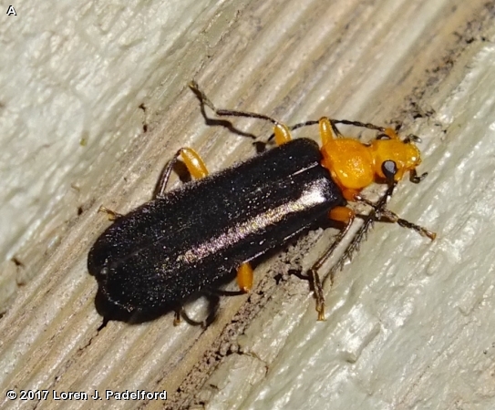 FIRE-COLORED BEETLE