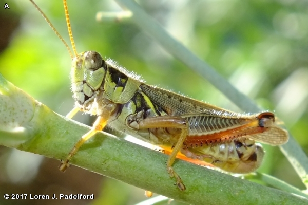 RED-LEGGED GRASSHOPPER