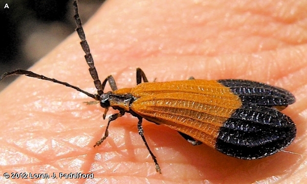 END BAND NET-WING BEETLE