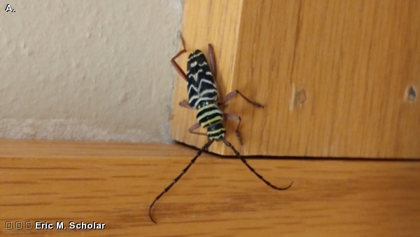 PAINTED HICKORY BORER