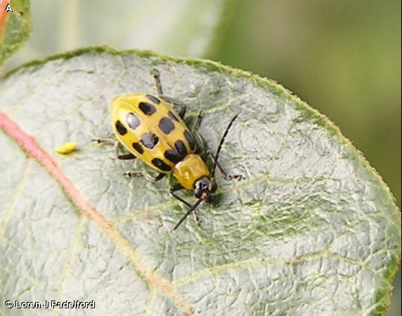 SPOTTED CUCUMBER BEETLE