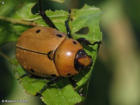 grapevine beetle