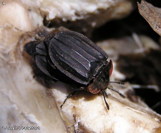 MARGINED CARRION BEETLE