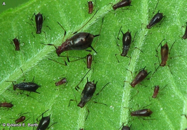 OTHER APHIDS