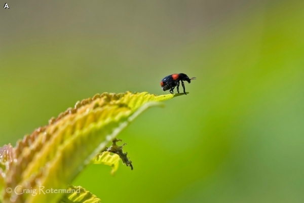 FOUR SPOTTED LEAF BEETLE