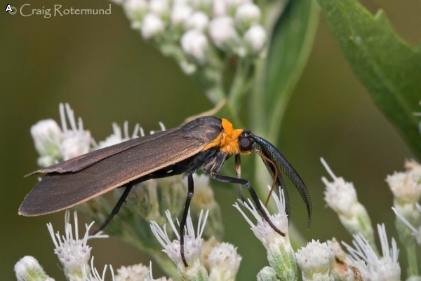 YELLOW-COLLARED SCAPE MOTH