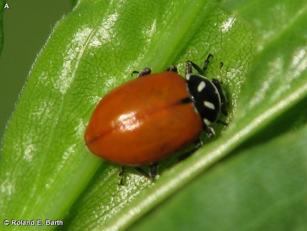 BLACK-SPOTTED LADY BEETLE