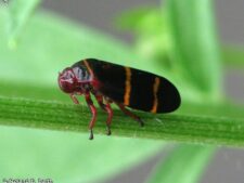 TWO-LINED SPITTLEBUG