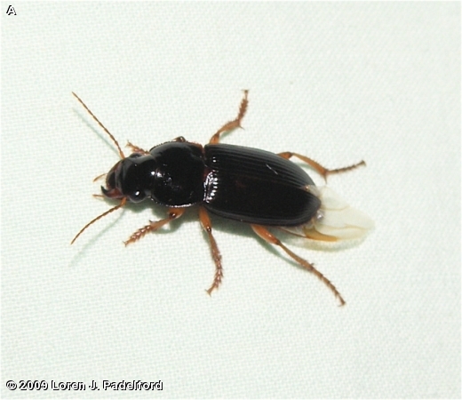 DINGY GROUND BEETLE