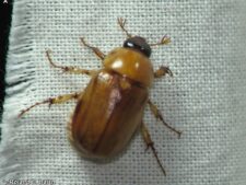 SOUTHERN MASKED CHAFER