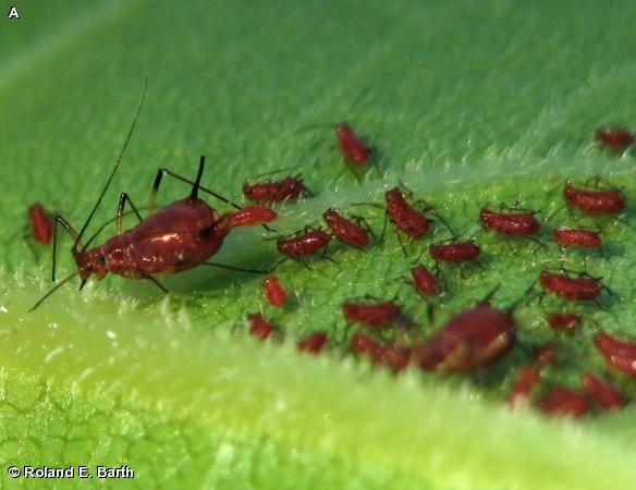 BROWN AMBROSIA APHID