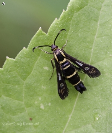 CLEARWING BORERS