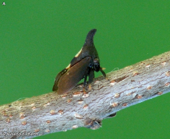 TWO-MARKED TREEHOPPER
