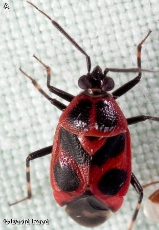 RED AND BLACK PLANT BUG