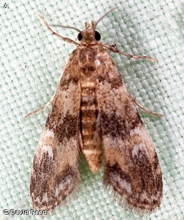 WATERLILY LEAFCUTTER MOTH