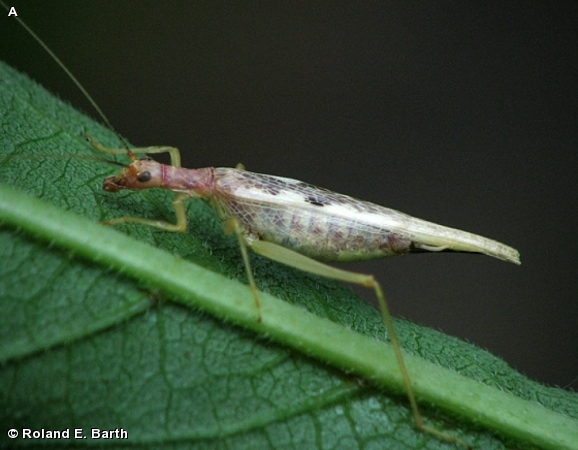 TWO-SPOTTED TREE CRICKET