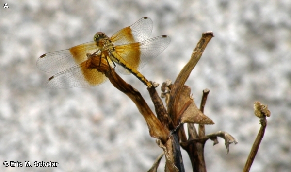 BAND-WINGED MEADOWHAWK