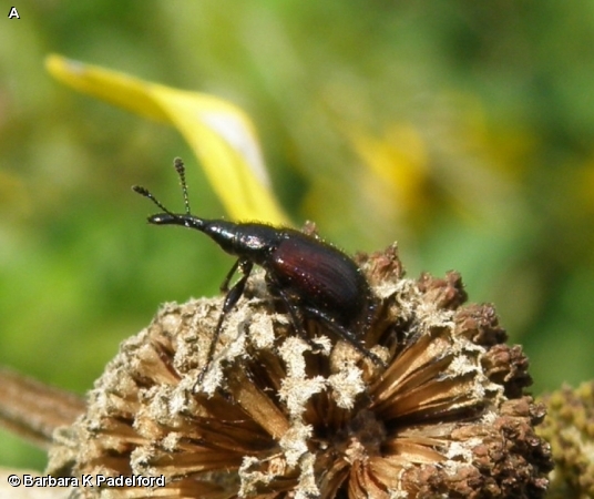 HEAD-CLIPPING WEEVIL