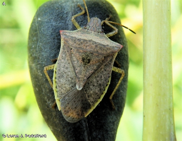ONE-SPOTTED STINK BUG