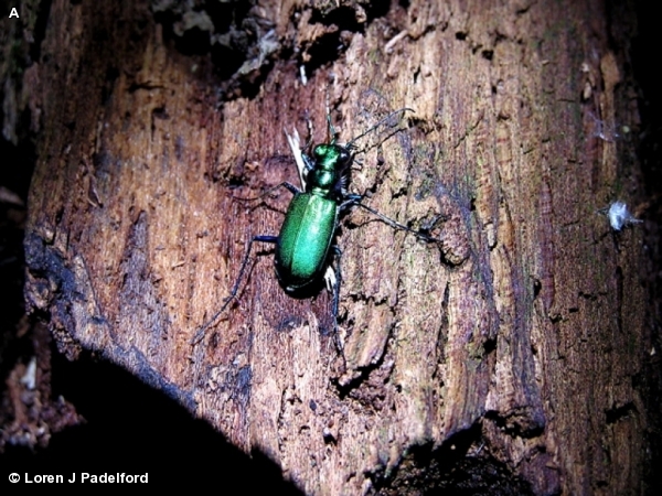 SIX-SPOTTED TIGER BEETLE