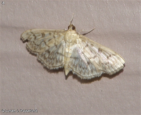 BOLD-FEATHERED GRASS MOTH