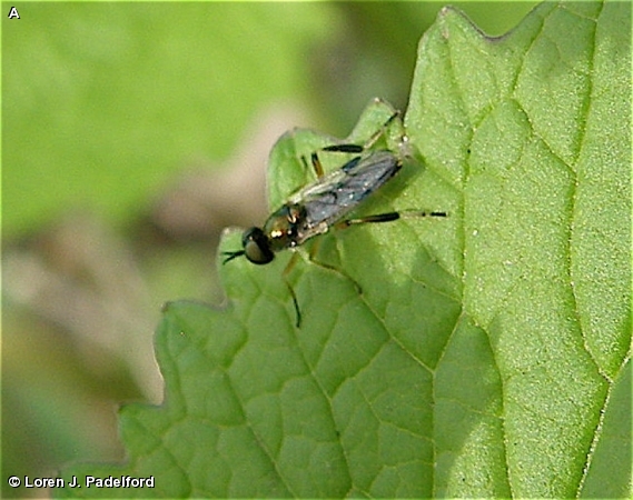ACTINA SOLDIER FLY