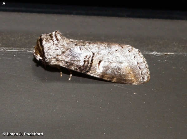 LINDEN PROMINENT