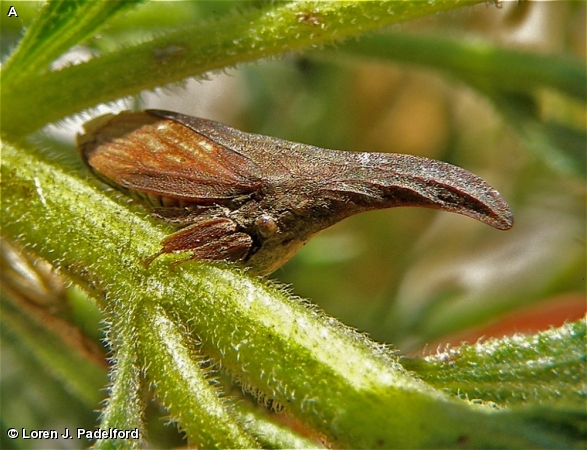 WIDE-FOOTED TREEHOPPER