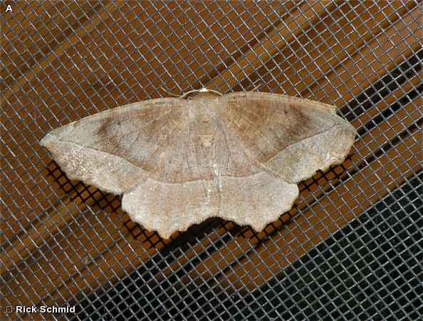 CURVE-TOOTHED GEOMETER