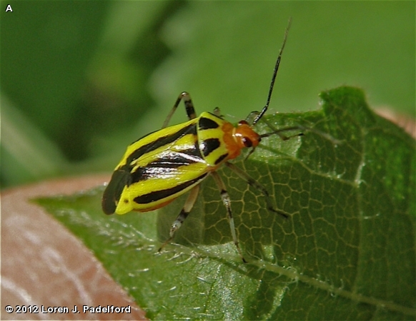 FOUR-LINED PLANT BUG