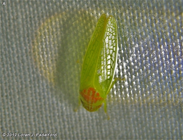 RED-HEADED LEAFHOPPER