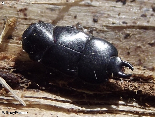 HISTER BEETLE