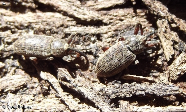 WILLOW WEEVIL
