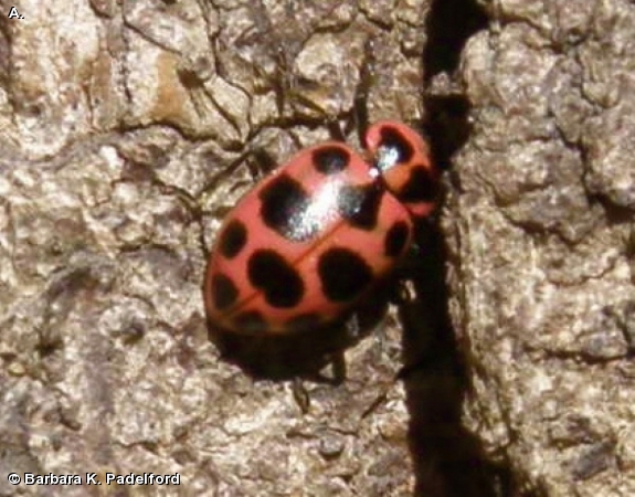 SPOTTED LADY BEETLE