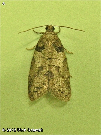 GRAY-MARKED TORTRICID