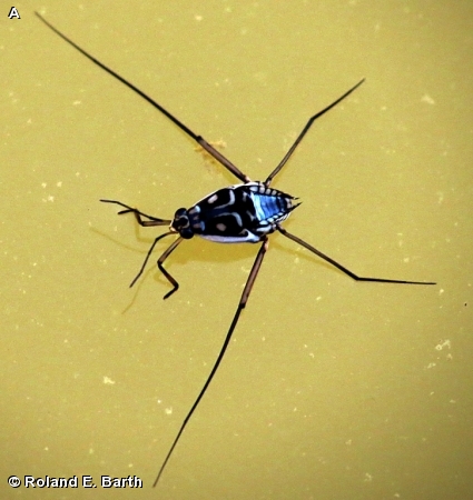 SMALL WATER STRIDER
