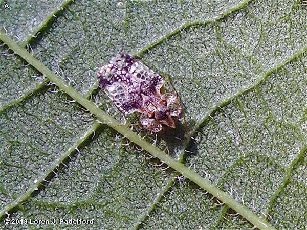 HACKBERRY LACE BUG